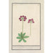 Primrose Primula BakKruyd van oostenrijk Primula Veris austriaca Prime verd Dautriche - Anselmus Botius de Boodt — artwork view