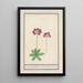 Primrose Primula BakKruyd van oostenrijk Primula Veris austriaca Prime verd Dautriche - Anselmus Botius de Boodt — framed artwork on a wall