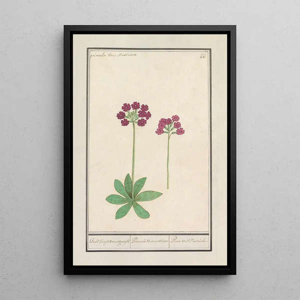 Primrose Primula BakKruyd van oostenrijk Primula Veris austriaca Prime verd Dautriche - Anselmus Botius de Boodt — framed artwork on a wall