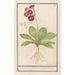 Primevère Primula Roode Beeren oore Auricula ursi rubra Auricule rouge - Anselmus Botius de Boodt — artwork view