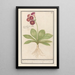 Primevère Primula Roode Beeren oore Auricula ursi rubra Auricule rouge - Anselmus Botius de Boodt — framed artwork on a wall