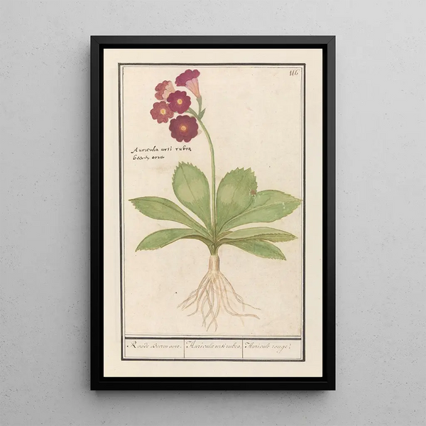 Primevère Primula Roode Beeren oore Auricula ursi rubra Auricule rouge - Anselmus Botius de Boodt — framed artwork on a wall