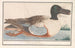 Canard souchet Anas clypeata - Anselmus Botius de Boodt — artwork view