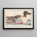 Canard souchet Anas clypeata - Anselmus Botius de Boodt — framed artwork on a wall