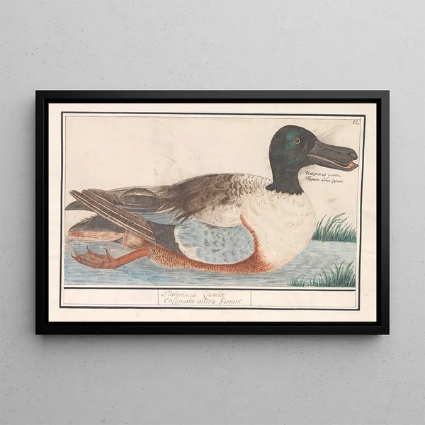 Canard souchet Anas clypeata - Anselmus Botius de Boodt — framed artwork on a wall