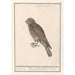 Falcon Emerillon - Anselmus Botius de Boodt — artwork view