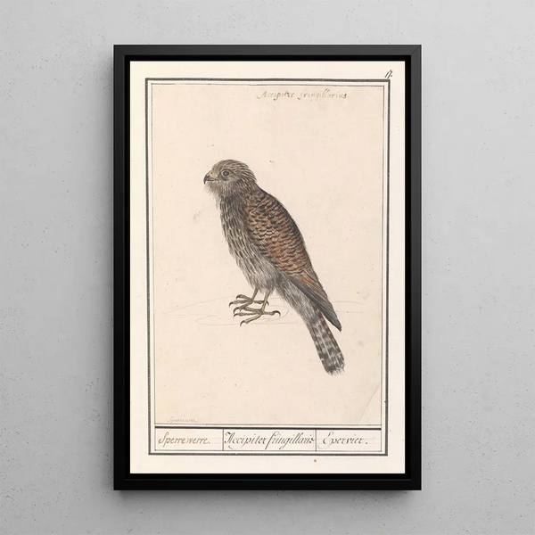 Falcon Emerillon - Anselmus Botius de Boodt — framed artwork on a wall