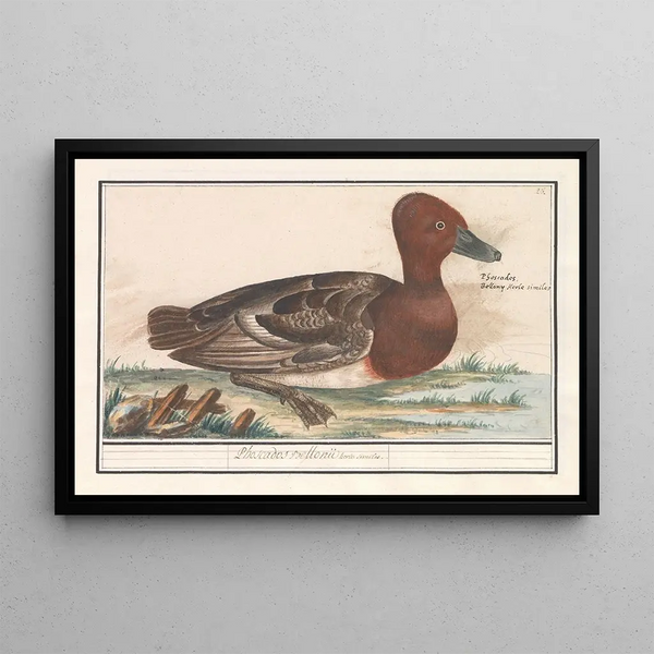 Canard siffleur (Anas penelope) - Anselmus Botius de Boodt — framed artwork on a wall