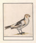 Sneeuwgors Plectrophenax nivalis - Anselmus Botius de Boodt — artwork view