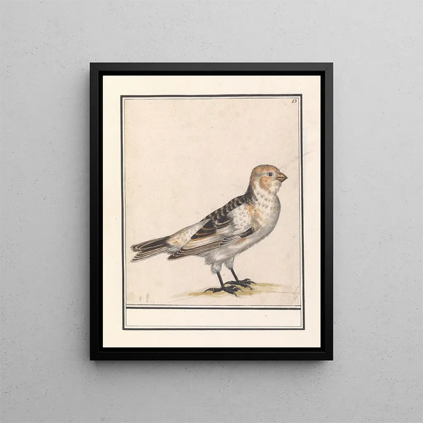 Sneeuwgors Plectrophenax nivalis - Anselmus Botius de Boodt — framed artwork on a wall