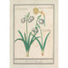 Snowdrop Galanthus and a Daffodil Narcissus - Anselmus Botius de Boodt — artwork view