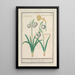 Snowdrop Galanthus and a Daffodil Narcissus - Anselmus Botius de Boodt — framed artwork on a wall