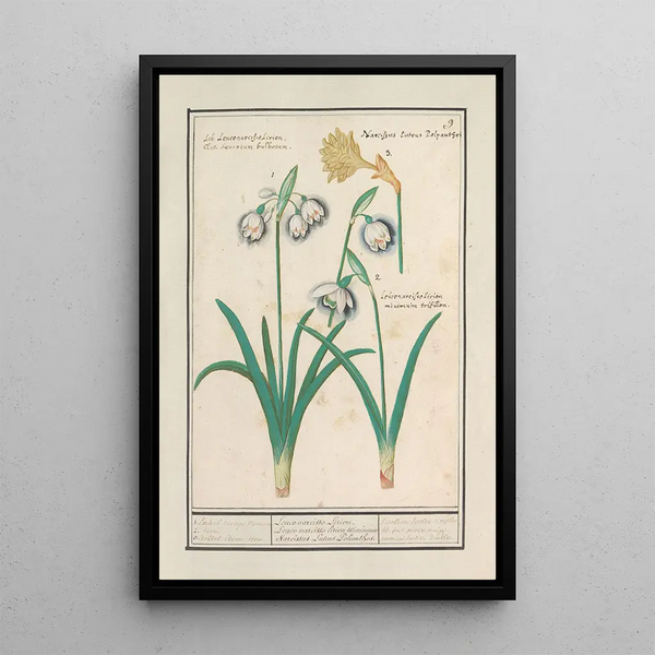Snowdrop Galanthus and a Daffodil Narcissus - Anselmus Botius de Boodt — framed artwork on a wall