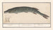 Pike Esox lucius - Anselmus Botius de Boodt — artwork view