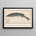 Pike Esox lucius - Anselmus Botius de Boodt — framed artwork on a wall
