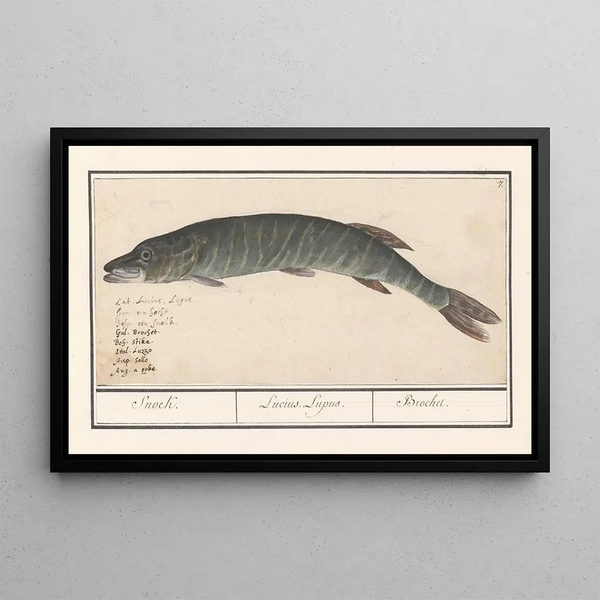 Pike Esox lucius - Anselmus Botius de Boodt — framed artwork on a wall
