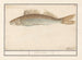 Sandre lucioperca - Anselmus Botius de Boodt — artwork view