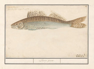 Sandre lucioperca - Anselmus Botius de Boodt — artwork view