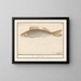 Sandre lucioperca - Anselmus Botius de Boodt — framed artwork on a wall