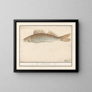 Sandre lucioperca - Anselmus Botius de Boodt — framed artwork on a wall