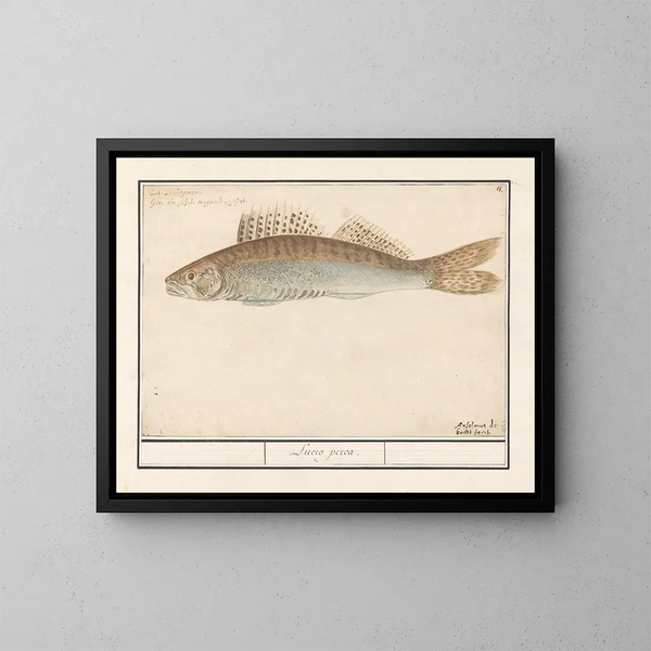 Sandre lucioperca - Anselmus Botius de Boodt — framed artwork on a wall
