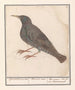 European Starling Sturnus vulgaris - Anselmus Botius de Boodt — artwork view