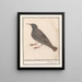 European Starling Sturnus vulgaris - Anselmus Botius de Boodt — framed artwork on a wall