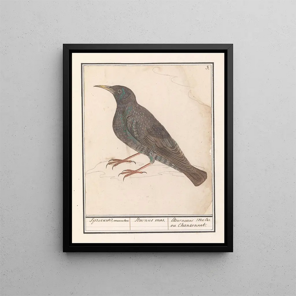 European Starling Sturnus vulgaris - Anselmus Botius de Boodt — framed artwork on a wall