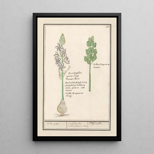 Scille étoilée Scilla Oignon des champs ornithogalon scilla hispanica clusu Asodille - Anselmus Botius de Boodt