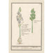 Scille étoilée Scilla Oignon des champs ornithogalon scilla hispanica clusu Asodille - Anselmus Botius de Boodt