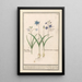 Scille étoilée Scilla - Anselmus Botius de Boodt — framed artwork on a wall