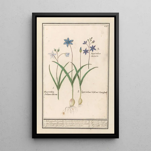 Scille étoilée Scilla - Anselmus Botius de Boodt — framed artwork on a wall
