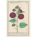 Rose trémière Alcea rosea - Anselmus Botius de Boodt — artwork view