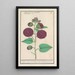 Rose trémière Alcea rosea - Anselmus Botius de Boodt — framed artwork on a wall