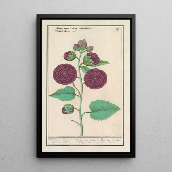 Rose trémière Alcea rosea - Anselmus Botius de Boodt — framed artwork on a wall
