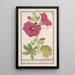 Rose trémière Alcea rosea Simple rose d'hiver Malva rosea hiemalis passerose à fleur simple - Anselmus Botius de Boodt