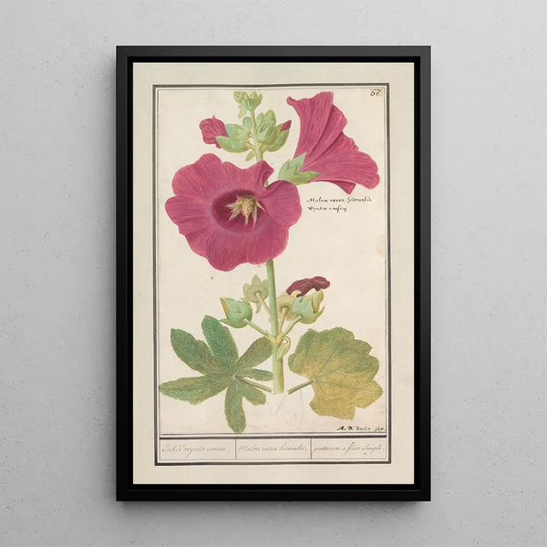 Rose trémière Alcea rosea Simple rose d'hiver Malva rosea hiemalis passerose à fleur simple - Anselmus Botius de Boodt