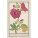 Rose trémière Alcea rosea Simple rose d'hiver Malva rosea hiemalis passerose à fleur simple - Anselmus Botius de Boodt