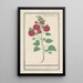 Reproduction of the painting Rose trémière Alcea rosea Double rose d'hiver rouge - Anselmus Botius de Boodt