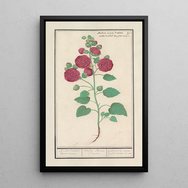 Reproduction of the painting Rose trémière Alcea rosea Double rose d'hiver rouge - Anselmus Botius de Boodt