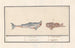 Tiger Shark Carcharias and a Scorpionfish Scorpaenidae 1 Carcharias 2 Cataphractus 1 shark - Anselmus Botius de Boodt — artwork view