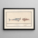 Tiger Shark Carcharias and a Scorpionfish Scorpaenidae 1 Carcharias 2 Cataphractus 1 shark - Anselmus Botius de Boodt — framed artwork on a wall