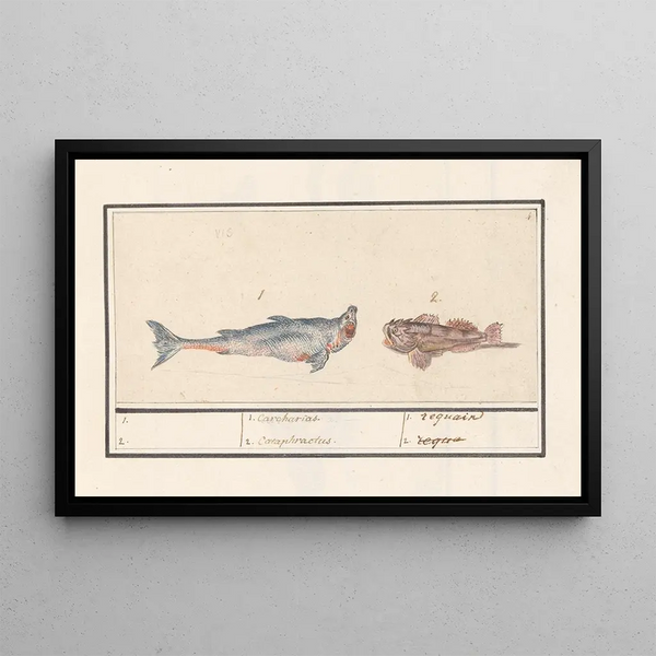 Tiger Shark Carcharias and a Scorpionfish Scorpaenidae 1 Carcharias 2 Cataphractus 1 shark - Anselmus Botius de Boodt — framed artwork on a wall