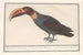 Toucan Ramphastos - Anselmus Botius de Boodt — artwork view