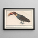 Toucan Ramphastos - Anselmus Botius de Boodt — framed artwork on a wall