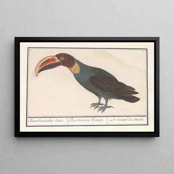 Toucan Ramphastos - Anselmus Botius de Boodt — framed artwork on a wall