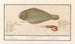 Sole commune Solea solea et crevette rose 1 Sole 2 Crevette 1 Solea Lingulaca 2 Squille 1 Sole 2 guernette - Anselmus Botius de Boodt — artwork view