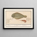 Sole commune Solea solea et crevette rose 1 Sole 2 Crevette 1 Solea Lingulaca 2 Squille 1 Sole 2 guernette - Anselmus Botius de Boodt — framed artwork on a wall