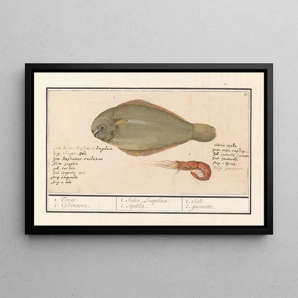Sole commune Solea solea et crevette rose 1 Sole 2 Crevette 1 Solea Lingulaca 2 Squille 1 Sole 2 guernette - Anselmus Botius de Boodt — framed artwork on a wall