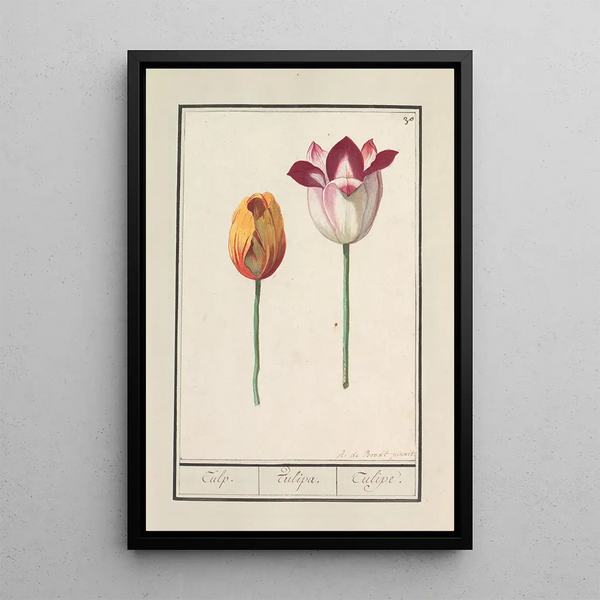 Tulip Tulipa - Anselmus Botius de Boodt — framed artwork on a wall